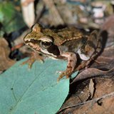 In der Zeit kurz nach der Metamorphose , etwa Anfang Juli, ist in der Umgebung des Laichgewässers tagsüber eine
Vielzahl kleiner Frösche auf dem Boden zu finden, die allerdings wegen ihrer Färbung und geringen Größe auf
dem Waldboden in der Blattstreu oder im Gras nur auffallen, wenn sie sich bewegen. Bis zum
ersten Winter erreichen sie eine Größe von 3 - 4 cm.
