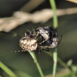 Durch die externe Verdauung der Spinne lösen sich die proteinhaltigen Körperteile des Beutetiers auf und es entsteht ein Nahrungsklumpen.