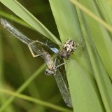 In der Nähe ihres Schlupfwinkels hat eine Schilfradspinne eine Große Pechlibelle (Ischnura elegans) als Nahrungsvorrat aufgehängt.