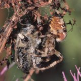 Die verschiedenen Nistfliegen-Arten sind auf Kommensalismus an bestimmten Beutetieren spezialisiert, die hier zu beobachtende Art auf Honigbienen, von deren Geruch sie angezogen werden.
