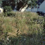 Hochstaudenflur auf Ruderalfläche