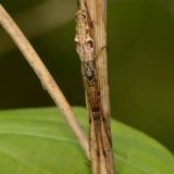 Die Dunkle Streckerspinne kann auch etwas weiter entfernt von Gewässern an Gebüsch- und Waldrändern gefunden werden.