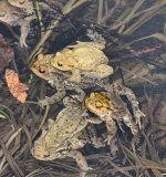 An einer geeigneten Stelle mit ufernaher untergetauchter Vegetation laichen oft mehrere Erdkrötenpaare gemeinsam.