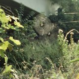 Gartenkreuzspinnen bauen große, weit ausladende Radnetze, öfters auch in größerer Höhe.