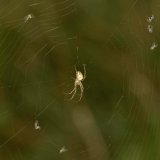 Häufig verfangen sich kleine Fluginsekten wie geflügelte Blattläuse oder Blattflöhe im Netz der Herbstspinne.