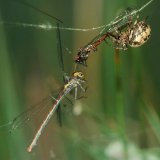 Hier ist der Schilfradspinne ein Paar der Frühen Adonis-Libelle (Pyrrhosoma nymphula) ins Netz gegangen.