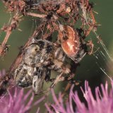 Die Nistfliegen können – von der Spinne unbehelligt – Nahrung von der Oberfläche der erbeuteten Honigbiene aufsaugen.