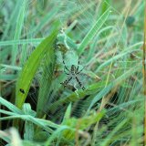 Die Wespenspinne baut ihr Netz im unteren Bereich der Grasflur.