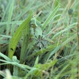 Die Wespenspinne baut ihr Netz im unteren Bereich der Grasflur.