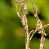 n der Ruhestellung streckt die Dunkle Streckerspinne ihre Beine eng zusammen nach vorne und hinten weit aus. Durch diese Körperhaltung und ihre Hell-Dunkel-Färbung ist sie auf einem Ast hervorragend getarnt.