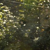 Das Radnetz ist gleichmäßig gesponnen und besitzt relativ enge Maschen. Dass wir Menschen diese Konstruktion aus 0,15 µm dünnen Fäden überhaupt sehen können, liegt an der Lichtreflexion des Seidenfadens, der dadurch glänzt.