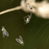 Die leichten Blattflöhe sind schlechte langsame Flieger und bleiben schnell an den Leimtropfen der Fangfäden kleben.