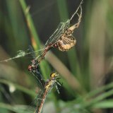 Nicht selten sieht man gefangene Libellenpaare im Netz der Schilfradspinne. Libellen bilden während der Paarung ein Tandem oder ein „Paarungsrad“, bei dem das Männchen das Weibchen während des Fluges trägt. In diesem recht schwerfälligen Zustand kann das Paar recht schnell in die Netzfalle der Spinne geraten.
