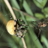 Vor der Paarung nähert sich das kleinere Männchen dem großen Weibchen langsam und zupft stetig in einem artspezifischen Rhythmus an den Fäden des Netzes.