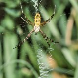 Typisch für das Netz aller Wespenspinnen-Arten ist ein Stabiliment in Form eines Zick-Zack-Bands. Die Form des Stabiliments ist artspezifisch unterschiedlich. Die heimische Wespenspinne spinnt meist senkrechtes Längsband.
Bei Erschütterungen versetzt die Spinne das Netz in Schwingungen, so dass die Strukturen verwischt werden. Naht ein Feind wie die Hornisse, lässt sich die Spinne sofort fallen.