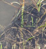 Die Eier werden vom Weibchen in Doppelschnüren abgesetzt, dabei vom Männchen besamt
und zwischen der Vegetation befestigt.