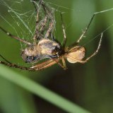 Die Herbstspinne lebt in Feuchtwiesen zusammen mit der Schilfradspinne. Beide Spinnenarten sind im gleichen Lebensraum häufig, so dass es zu Konfrontationen kommen kann. Hier hat eine männliche Herbstspinne eine Schilfradspinne gefangen.