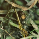 Vereinzelt werden auch große Segellibellen Opfer der Schilfradspinne: Ein Weibchen der Gewöhnlichen Heidelibelle (Sympetrum vulgatum) hatte sich im Spinnennetz verfangen, wurde durch die Spinne gebissen und stürzte dann mit Spinne aus dem Netz ab.