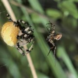 Wenn das Weibchen zu nahe kommt, weicht das Männchen mit gespreizten Beinen auf seinem Sicherheitsfaden zurück.