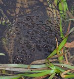 In seltenen Fällen findet man neben den Laichschnüren der Erdkröten auch Laichballen von Grasfröschen.