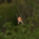 Die Spinne sitzt meist im Zentrum des Netzes auf der Nabenspirale.