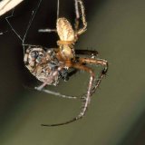 Spinnen gehören zum Beutespektrum anderer Spinnenarten. Dieses Herbstspinnen-Weibchen hat eine Schilfradspinne als Beutevorrat eingesponnen.