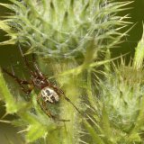 Ein langbeiniges Schilfradspinnen-Männchen an seinem Schlupfwinkel im Distel-Blütenstand.