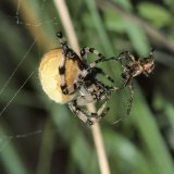 Nach mehreren Annäherungsversuchen ergreift schließlich das Männchen das ruhig wartende Weibchen mit seinen Vorderbeinen und führt sein Begattungsorgan, den Bulbus, in das des Weibchens, die Epigyne, ein.