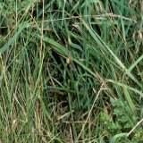 Der freigesponnene Netzraum entspricht in etwa der Größe eines Fußtritts in Gras. Im Zentrum des angelegten Netzraums wird das Radnetz mit einer merklichen Neigung zum Boden angelegt.