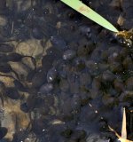 Nach durchschnittlich 10 Tagen schlüpfen aus den Eiern kleine dunkel gefärbte Larven, die zunächst äußere
Kiemen entwickeln. Nach weiteren zwei Wochen bilden sich die Kiemen zurück, es entwickeln sich Kaulquappen
mit Augen, Ruderschwanz, Hornkiefern und Raspelzähnen auf den Lippen. Oft finden sich die Kaulquappen zu
großen Schwärmen zusammen, die flache Uferbereiche dunkel färben.