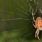 An der äußeren Fangspirale kann man die klebrigen Leim-Tröpfchen erkennen.