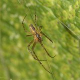 Ein Herbstspinnen-Männchen auf dem Weg zu einer Partnerin. Vorher füllt das Männchen seine Spermien in sein Begattungsorgan, den Bulbus, um.