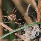 Ein Schilfradspinnen-Männchen am Schlupfwinkel eines Weibchens. Beide Partner halten sich während der Paarungszeit auch gemeinsam in dem Schlupfwinkel des Weibchens auf.