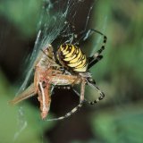 Die Wespenspinne ist ein Nahrungsgeneralist. Sie fängt Beutetiere, die sich in ihrem jeweiligen Habitat in Bodennähe bewegen.