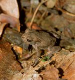 Nach durchschnittlich 3 Monaten
Larvalentwicklung tritt die Metamorphose zur Jungkröte ein. Die Dauer der einzelnen Larvenphasen ist stark
von der Wassertemperatur abhängig, sodass die gesamte Larvalzeit zwischen 2 und 4 Monaten schwanken kann.