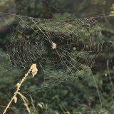 Nach einiger Zeit ist das Netz durch die Befreiungsversuche der Beutetiere stark in Mitleidenschaft gezogen.