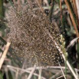 Während der ersten Zeit nach dem Schlupf bleiben die jungen Spinnen als Knäuel zusammen im Gespinst um den Eikokon.