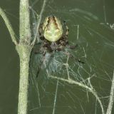 Eine junge Vierfleck-Kreuzspinne Mitte August in der Ruhraue.