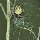 Eine junge Vierfleck-Kreuzspinne Mitte August in der Ruhraue.