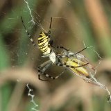 Als potentielle Beutetiere kommen Insekten in Frage, die springend oder fliegend die von der Wespenspinne angelegten Freiraum überwinden wollen und sich dann im Netz verfangen.