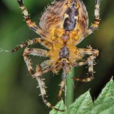 Bevor die Spinne ein neues Netz baut, wird das alte abgebaut, indem die Fäden aufgelöst und verspeist werden.