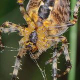 Mit Hilfe des Krallenapparates der vorderen Beine werden die alten Fäden zur Mundregion gezogen.