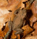 Unmittelbar nach der Metamorphose sind die kleinen Erdkröten nur ca. 1 cm groß und besitzen noch einen
Stummelschwanz. Zu dieser Jahreszeit ist in der Umgebung des Laichgewässers tagsüber eine Vielzahl kleiner
Köten auf dem Boden zu finden, die allerdings wegen ihrer Färbung und geringen Größe auf dem Waldboden in
der Blattstreu nur auffallen, wenn sie sich bewegen.