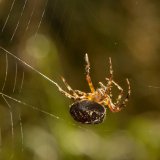 Wenn die Spinne ein neues Netz baut, erstellt sie zunächst eine Hilfsspirale, die später wieder entfernt wird. Dann beginnt sie von außen nach innen mit dem Bau der Fangspirale.