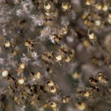 Gemeinsam vollziehen die Jungspinnen auch die erste Häutung. Dabei bleiben die Häutingsreste im Gespinstsack zurück.