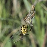Auf der grasigen Hochstaudenflur in der Ruhraue Neheim sind Feldheuschrecken eine häufige Beute.