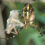 Die Wespenspinne spinnt die gefangene Feldheuschrecke mittels besonderer Fesselfäden ei. Dabei dreht die Spinne das Beutetier mit den Hinterbeinen.