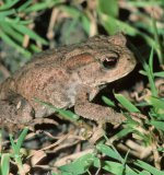 Die sich ausbreitenden und heranwachsenden
Jungtiere sind auch in Parks und auf Grünlandflächen zu finden. Bis zum ersten Winter erreichen
sie eine Größe von 2 - 3 cm.