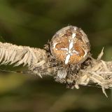 Wenn sich die Spinne außerhalb ihres Netzes aufhält, hält sie über Signalfäden Kontakt zum Netz.