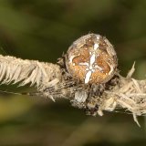 Wenn sich die Spinne außerhalb ihres Netzes aufhält, hält sie über Signalfäden Kontakt zum Netz.